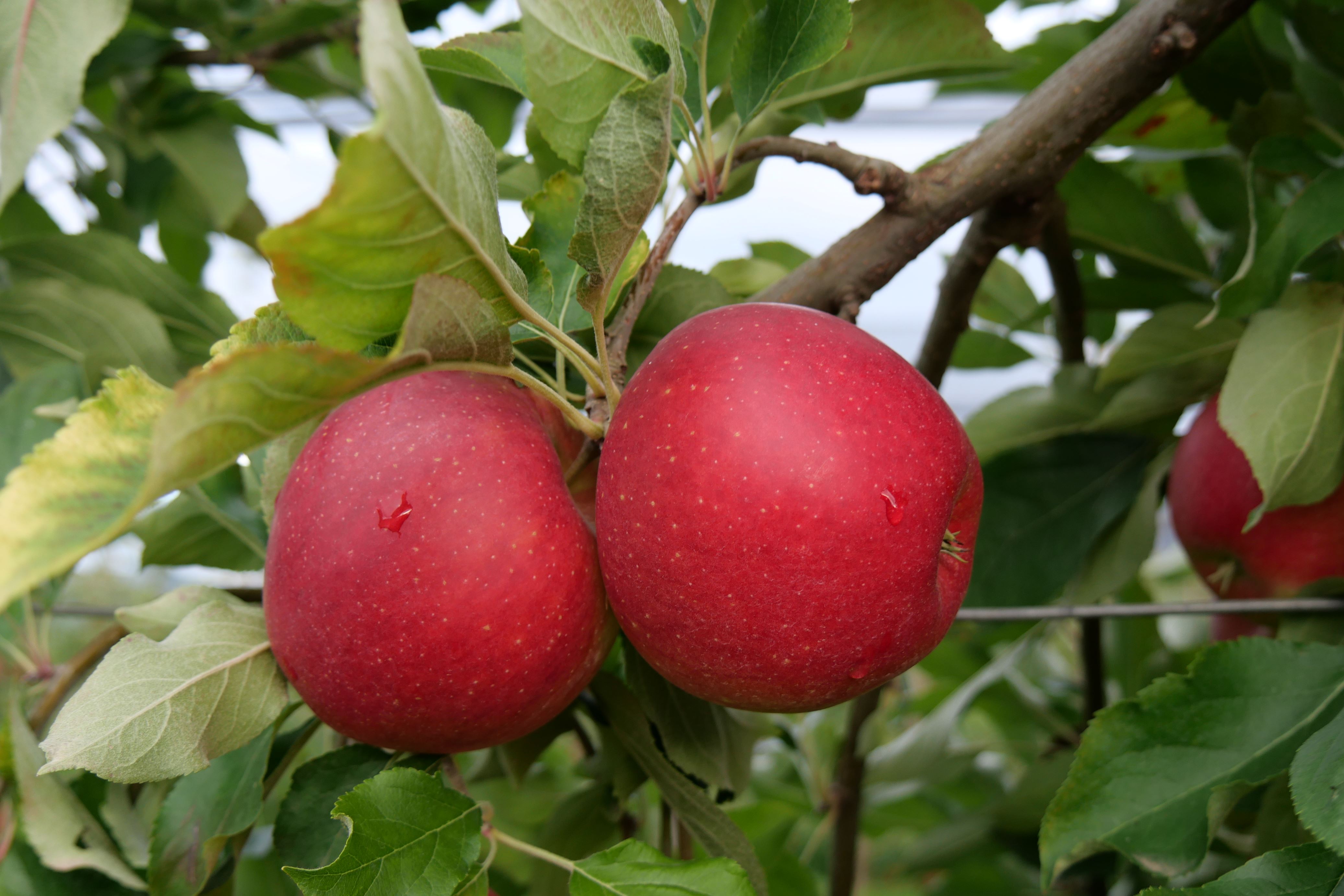 Äpfel Mairac vom Obsthof Kunz aus Ehrenkirchen-Offnadingen, 1 kg